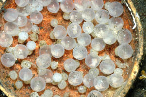 Beautiful puffer fish eggs photo gallery