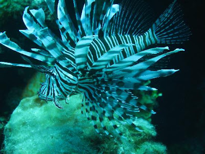 lionfish life wallpapers