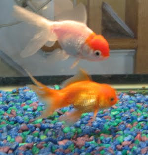 Pearlscale red goldfish and orange Lionhead goldfishes
