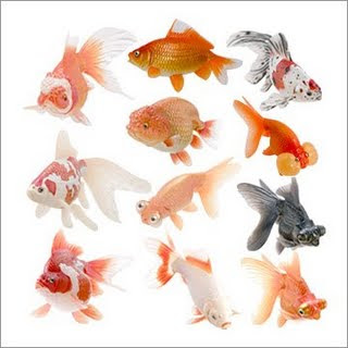 Different types of gold fishes wallpapers