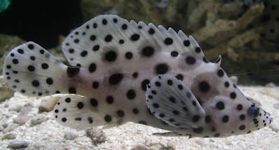 Black and white spotted Ocean fishes images