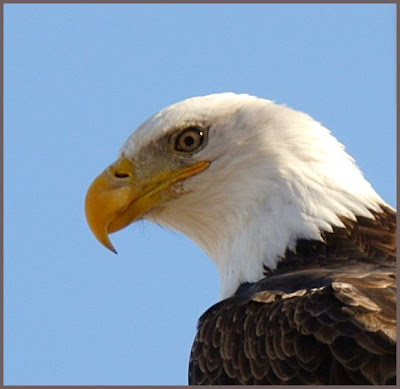 Beautiful eagle eye photo gallery