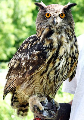 wild life of horned owls images