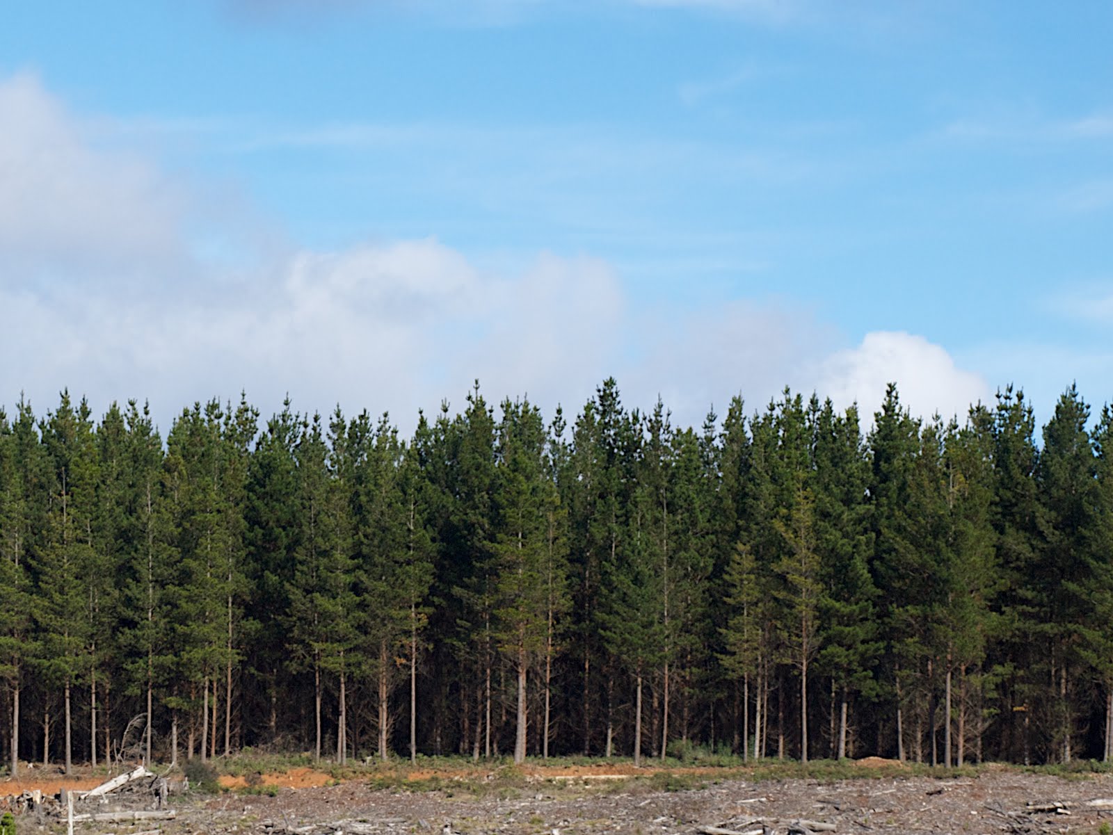 pine+forest+018.jpg