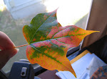 First fall, first leaf...