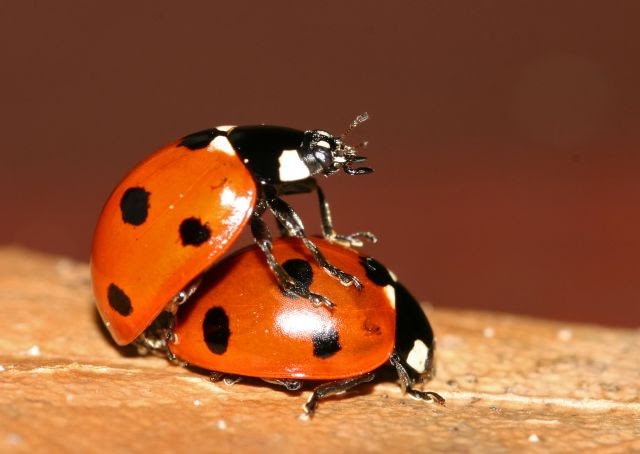 how to tell a male ladybug from a female