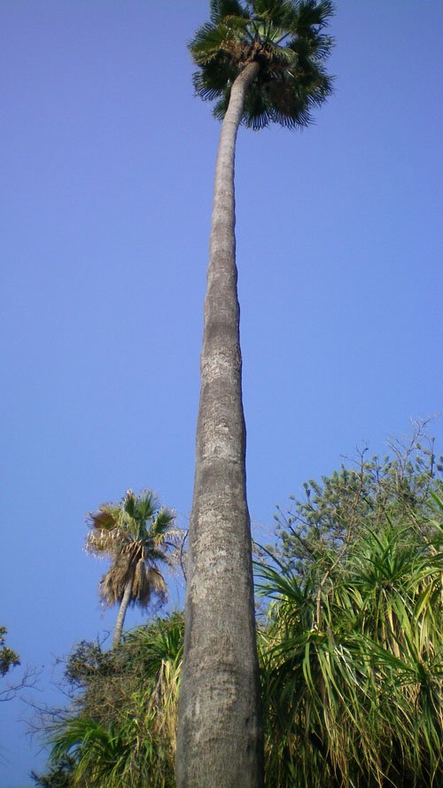 Palmera mexicana (Washingtonia robusta). Alqueria Laborde. gandia