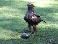 Black buzzard cracking open an emu egg