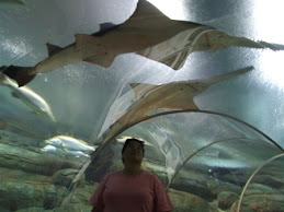 in the aquarium tube, NT wildlife park