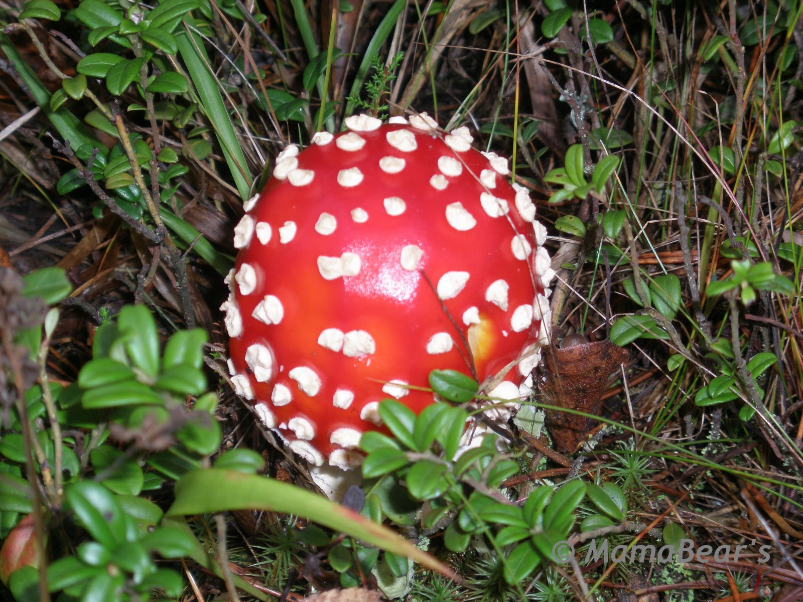 mamabear-s-photos-from-finland-punak-rp-ssieni-amanita-muscaria