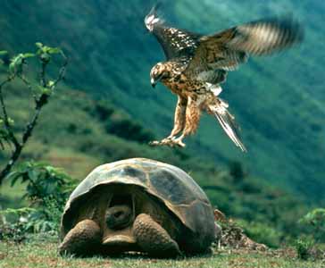 gambar binatang - foto kura kura terbesar di dunia