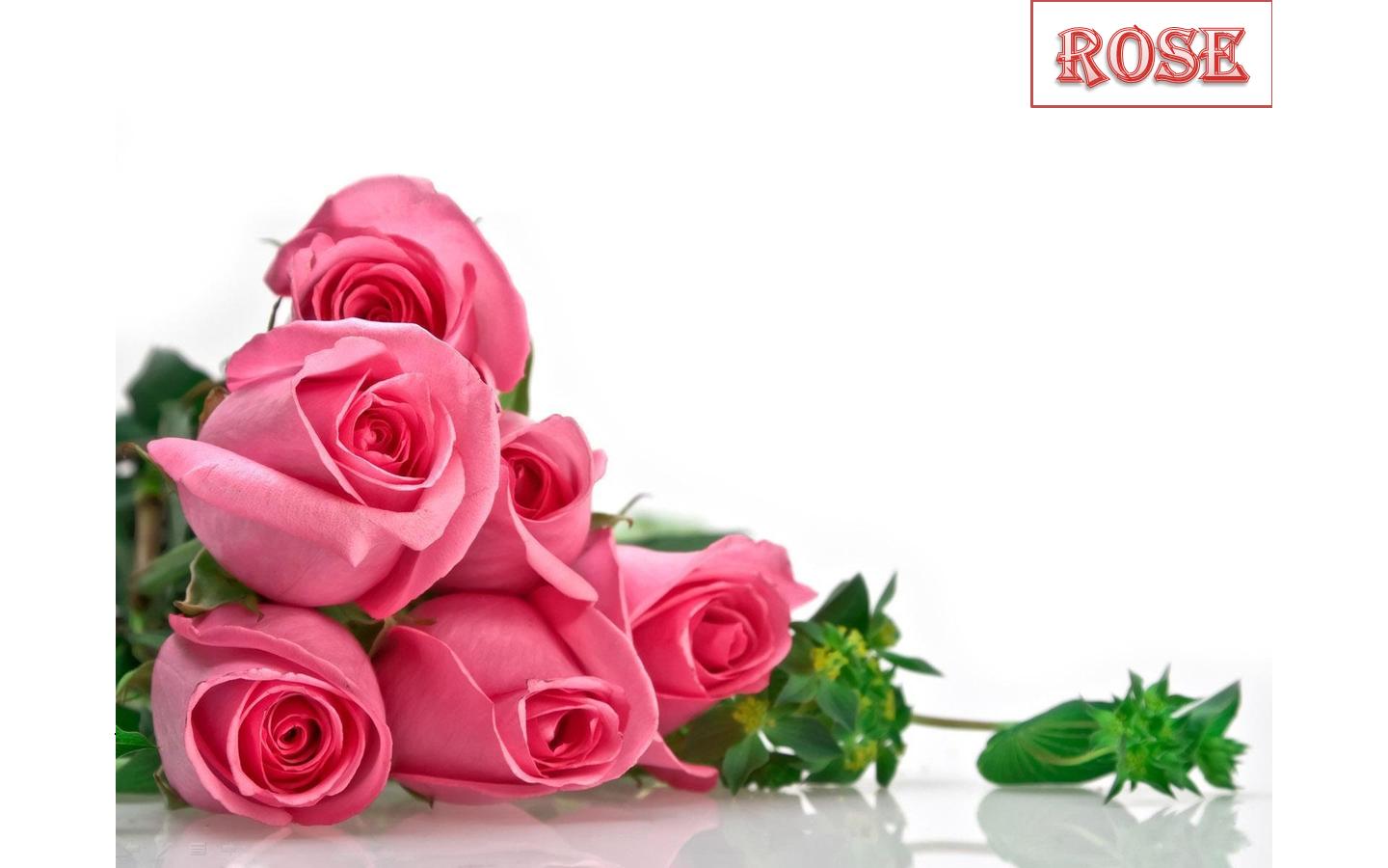 Flowers of Bangladesh Rose