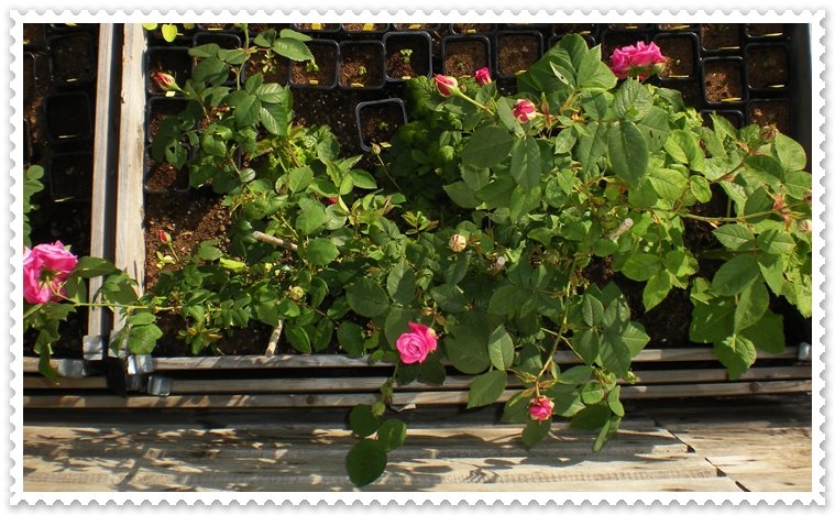 [26.juni-09+rosa+gallica+'officinalis'+sett+fra+oven.jpg]