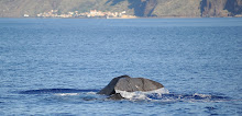 Spot whales & dolphins off Paul do Mar!