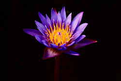 Purple Lotus
