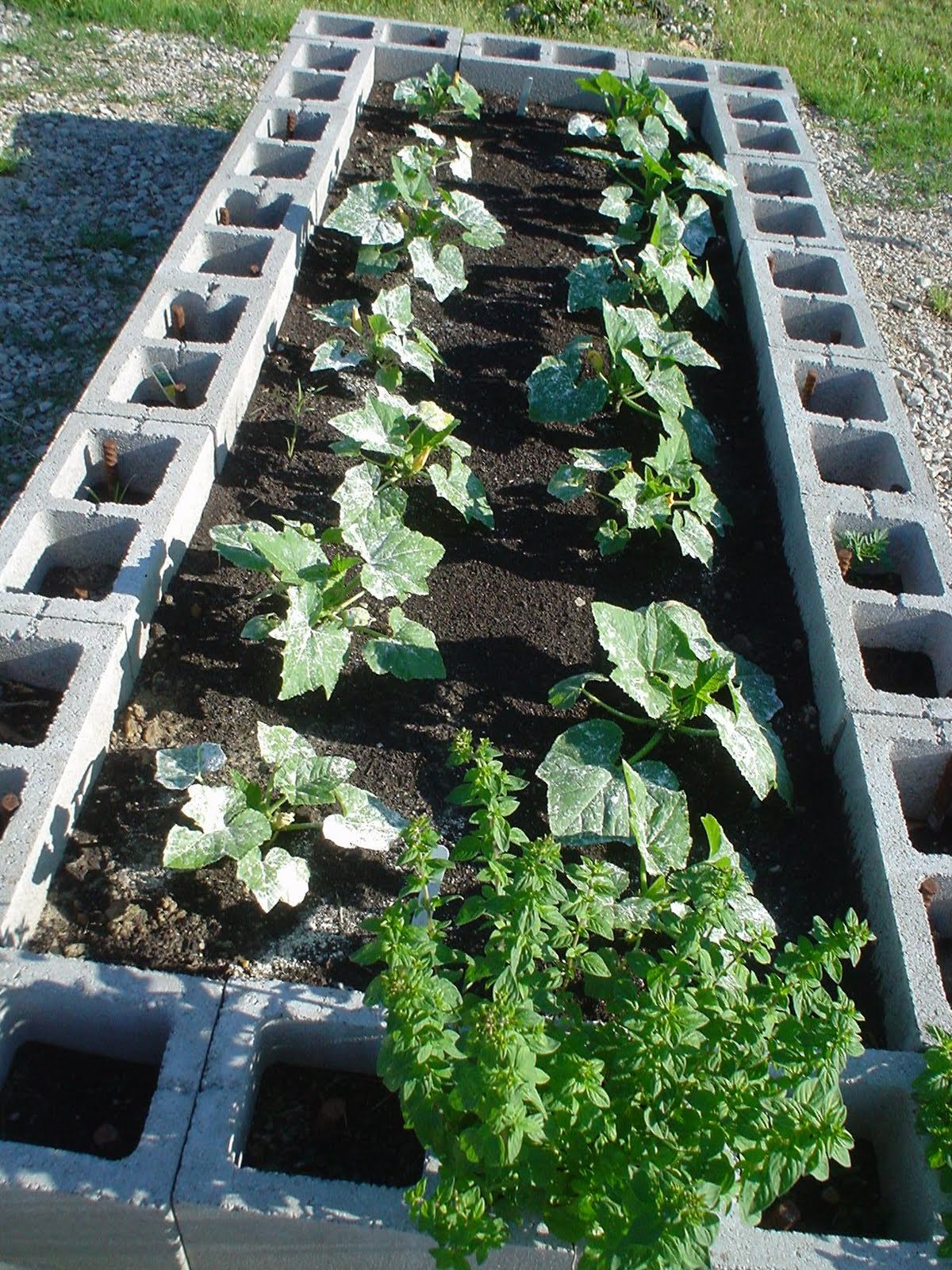 The Galvanized Gardener: Compost Tube