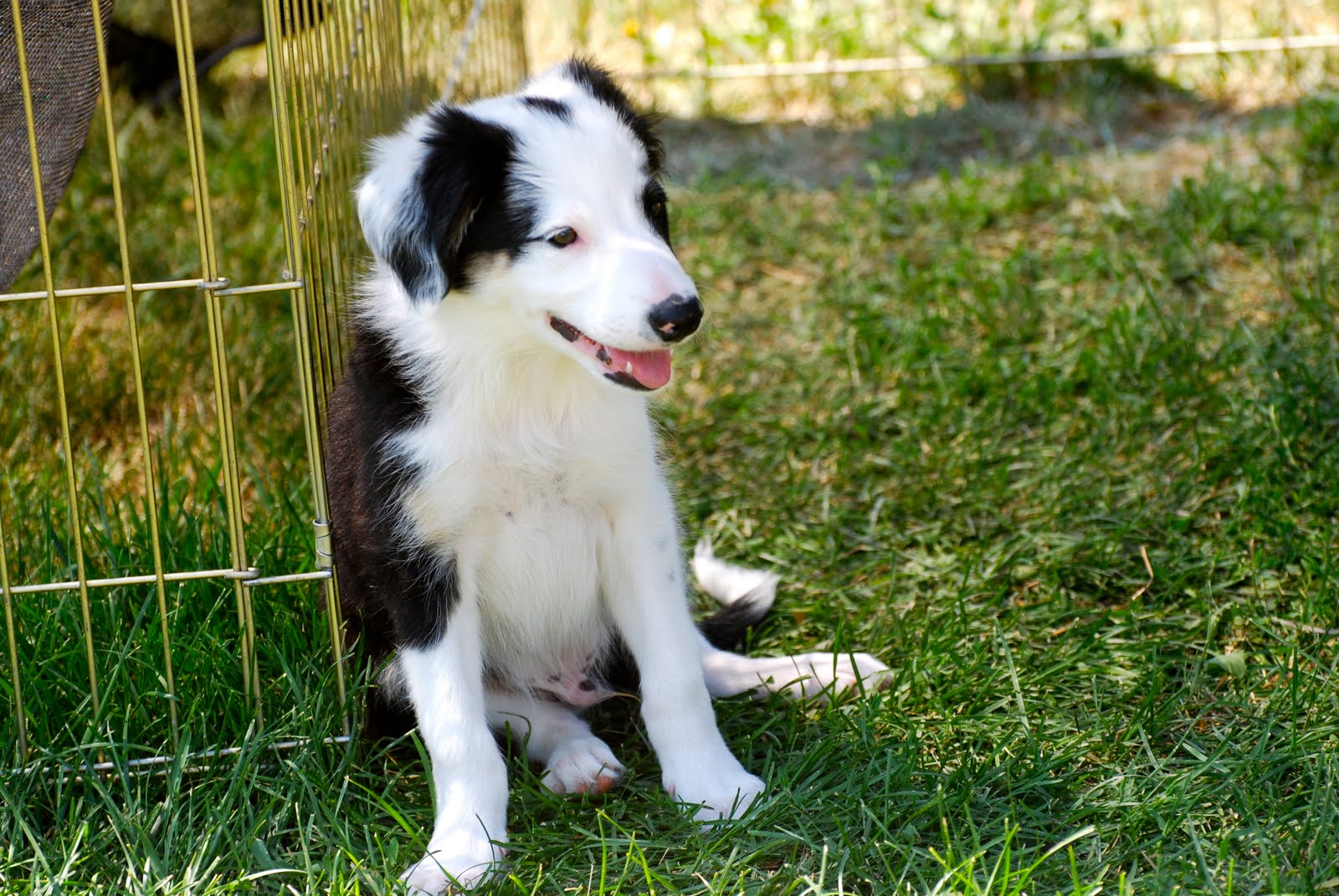 Hillcrest Border Collies Available Male Puppies
