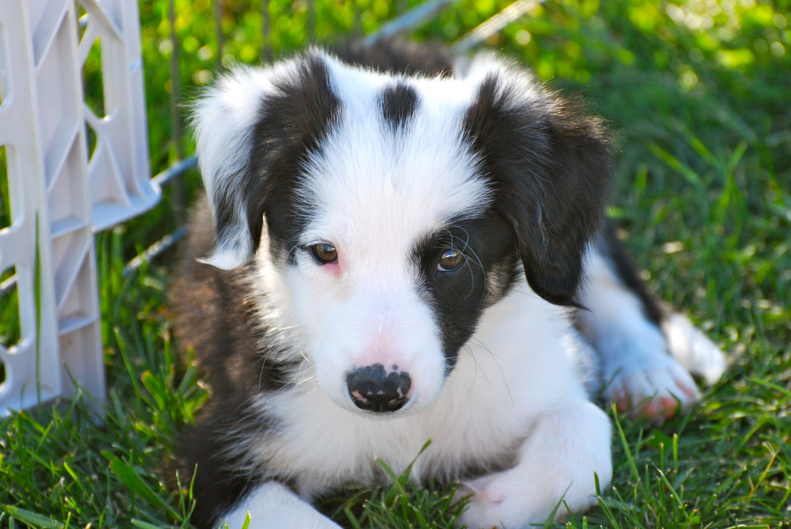 Hillcrest Border Collies Available Male Puppies