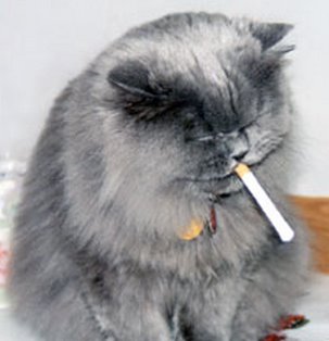 [gato+fumando.jpg]