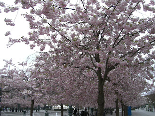 K%C3%B6rsb%C3%A4rstr%C3%A4d+i+Kungstr%C3%A4dg%C3%A5rden++2 - En kall söndag i maj med vila från träning