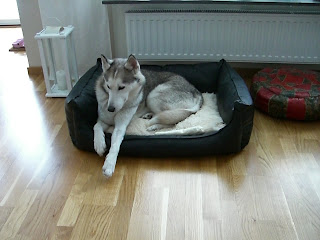 CIMG7068 - Bota min träningsvärk med promenader