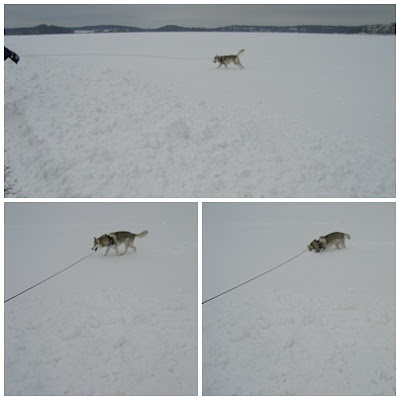 Sabina+i+sn%C3%B6 - Härlig 90 minuters promenad på isen