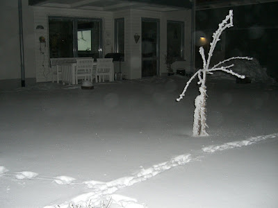 CIMG7263 - Imponerad av Kalla