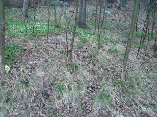 Vitsippor - Vitsippor, promenad och styrketräning