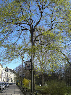 CIMG8015 - Vackra träd på min soliga promenad