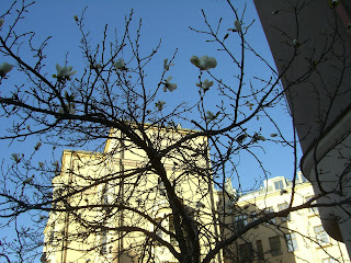 CIMG8014 - Vackra träd på min soliga promenad