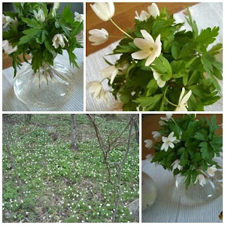 Vitsippor - Detta gör mig lycklig just nu