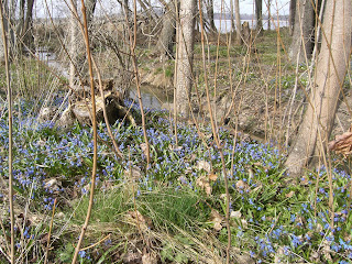 CIMG7977 - Det blev en skön vårpromenad