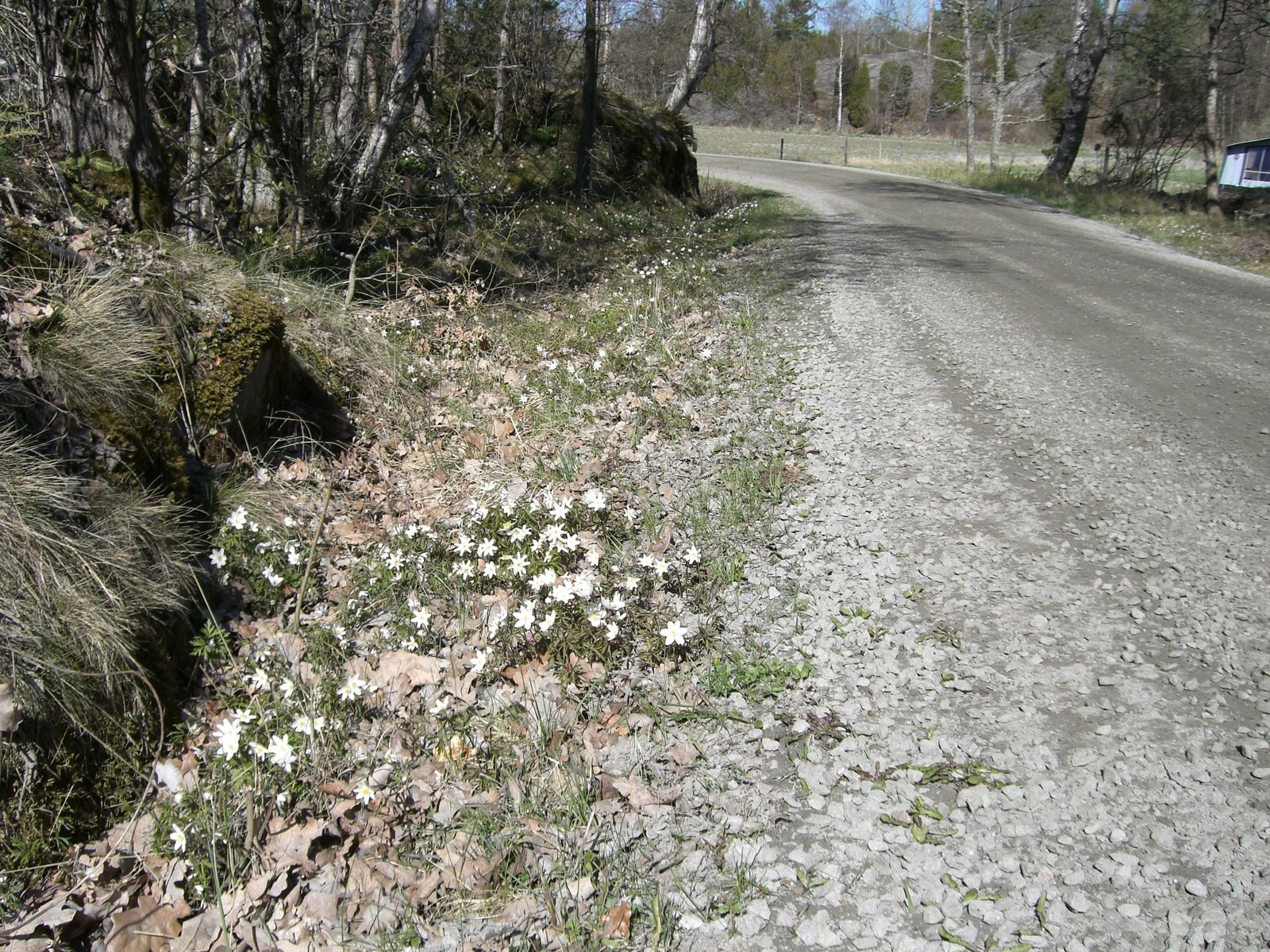 [mixture+picture+March2009+282.jpg]