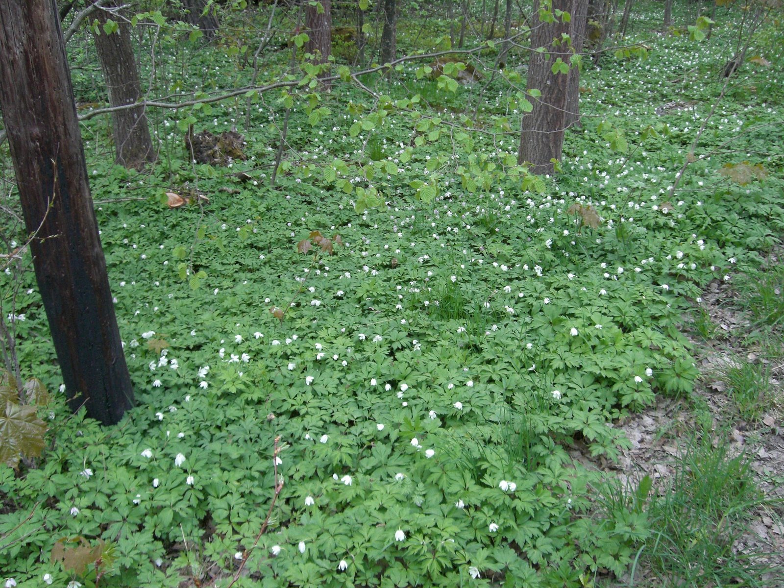 [mixture+picture+March2009+304.jpg]