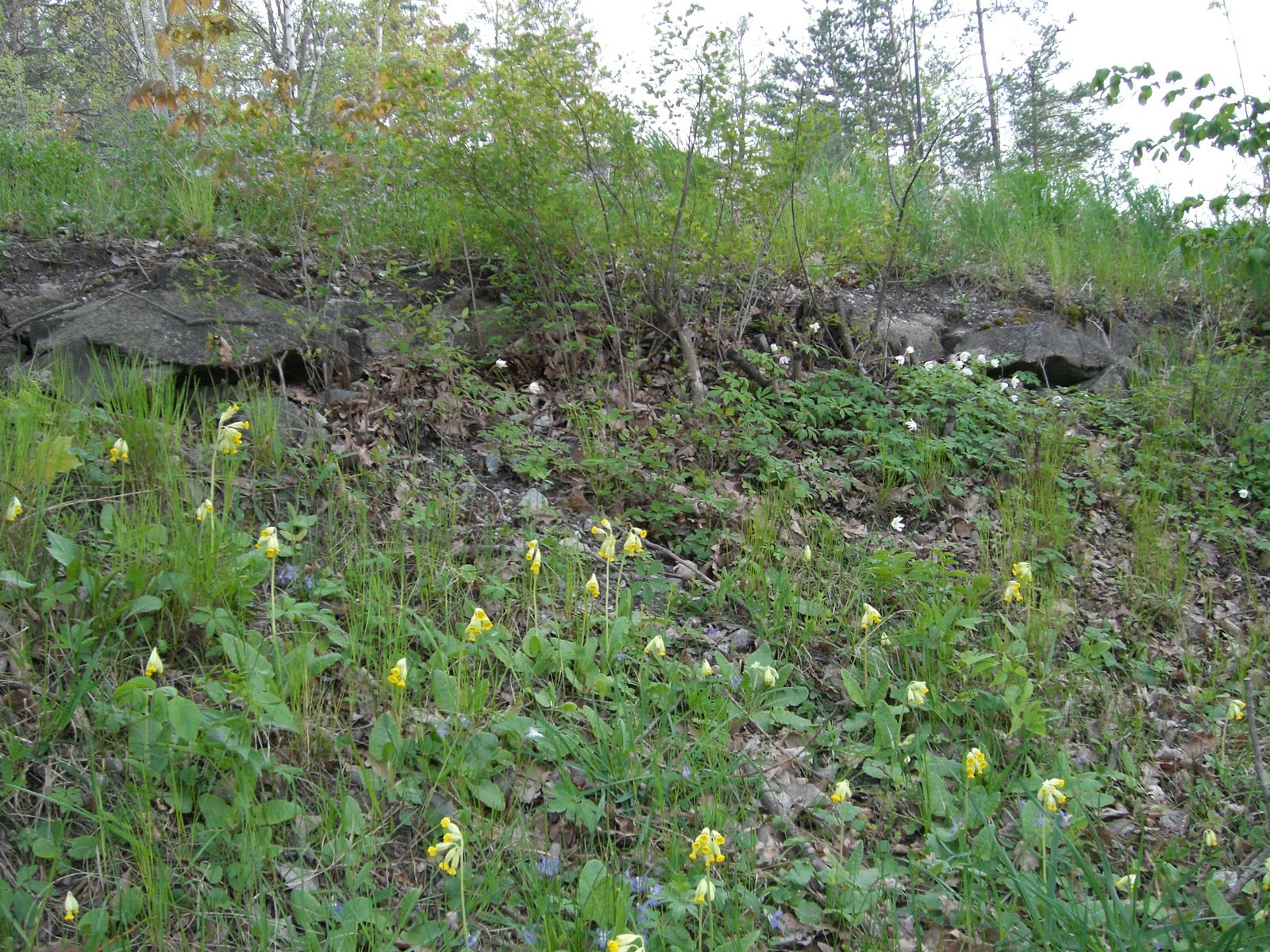 [mixture+picture+March2009+307.jpg]