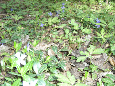 bl%C3%A5sippor - Blommor från min morgonpromenad