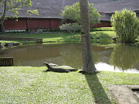 CIMG5747 - Farliga djur på Borneo