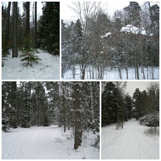 skogen - Promenad i den snöiga skogen