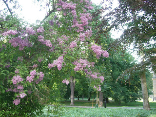 CIMG8509 - Solig träningsmorgon med gång och jogg