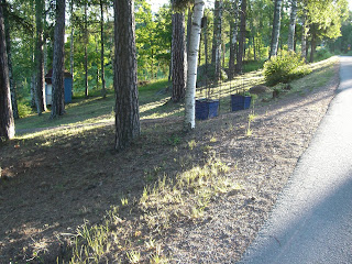 CIMG8591 - Jag kickade igång min dag med en solig och skön powerwalk