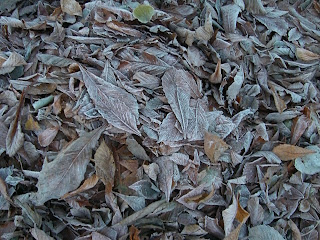 CIMG9986 - Kallt, frostigt och vackert