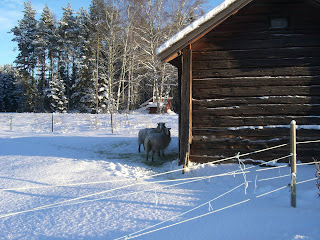 Vacker%2Bny%25C3%25A5rsafton%2B5 - En solig nyårsafton