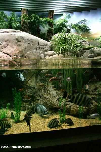 [Southeast+Asian+biotope+aquarium.jpg]