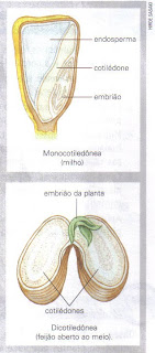 algas marinhas,algas marinhas onde comprar,algas marinhas capsulas,folha de alga,capsulas de algas marinhas,algas marinhas para que serve,algas multicelulares,algas vermelhas,algas castanhas,oxigênio,mar,rio,lagoa,ambiente aquático,animais marinhos,nutrientes,apetite sexual,minerais,cálcio,magnésio,iodo,ferro,proteínas,vitaminas B
