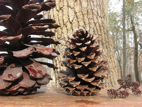 Classroom to Classroom: Cones in Nature