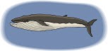 [whale+logo.bmp]