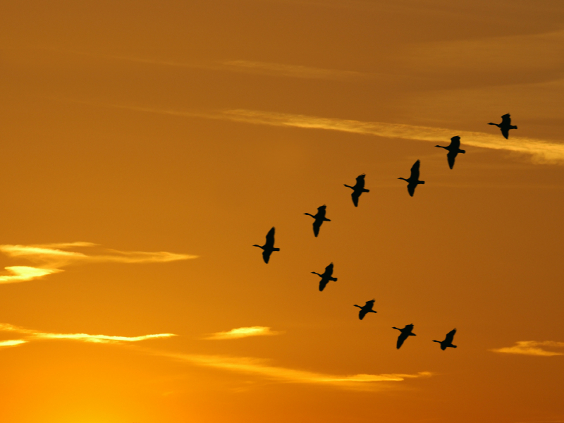 [Flock+geese.jpg]