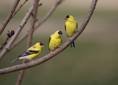 [birds+on+branch.jpg]