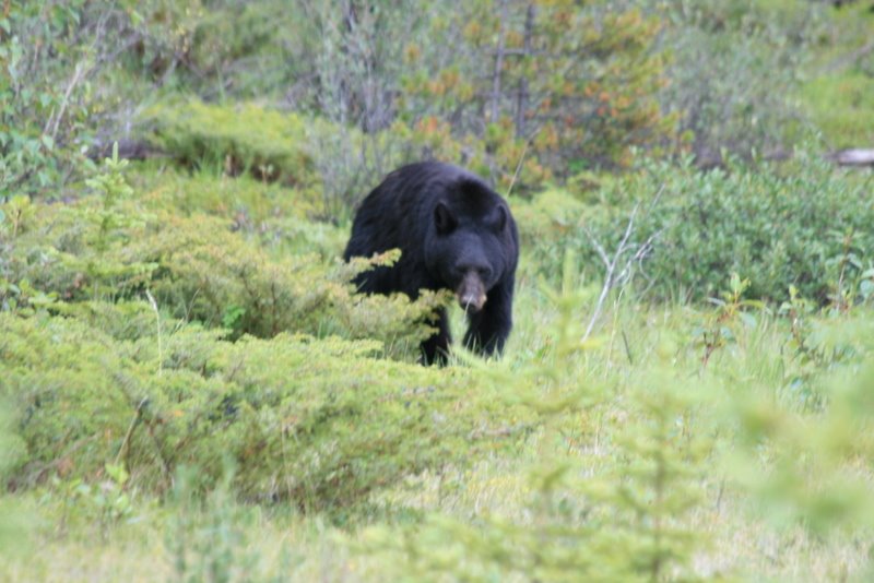 [Bear.JPG]