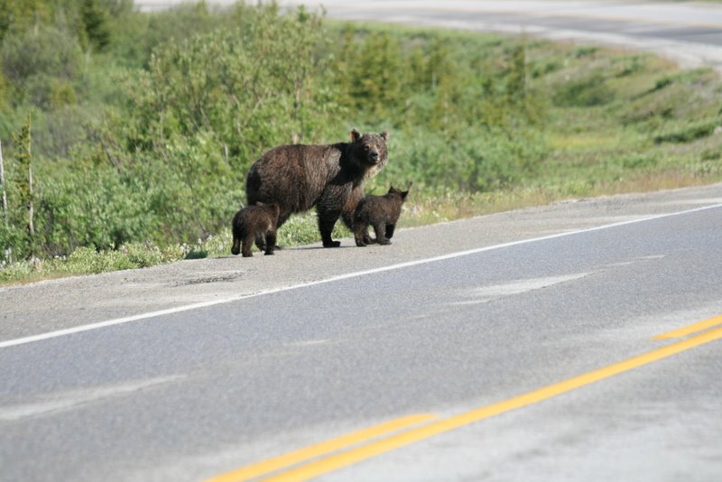 [Bear+cubs.JPG]